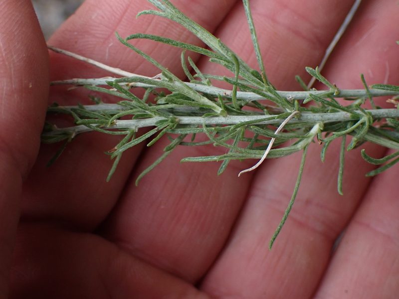 Ericameria nauseosa, photographed by Shane Johnson