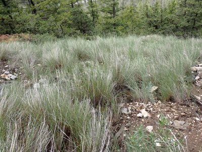 Pseudoroegneria spicata, photographed by Shane Johnson