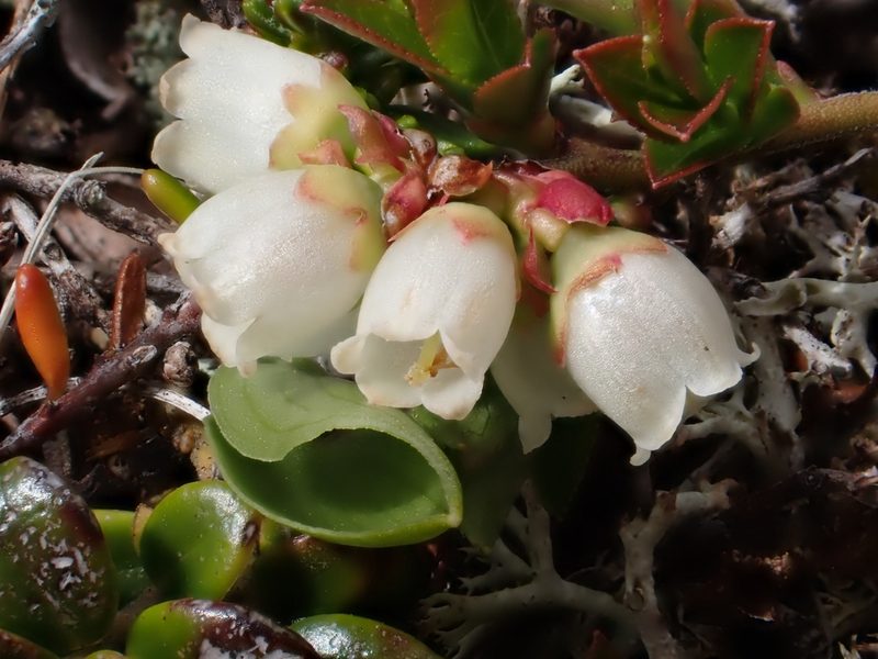 Vaccinium boreale, photographed by Tyler Smith