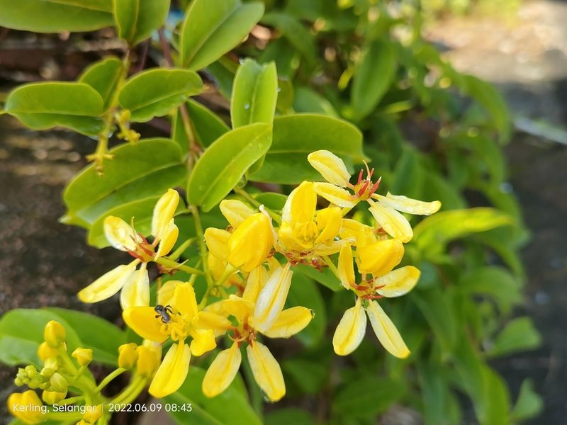 Tristellateia australasiae, photographed by Ong Jyh Seng