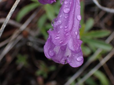 Penstemon fruticosus, photographed by Shane Johnson