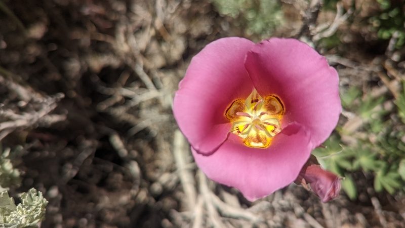 Calochortus nuttallii, photographed by Darrin Gobble
