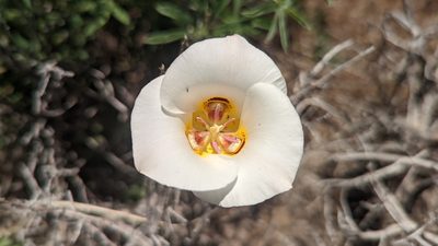 Calochortus nuttallii, photographed by Darrin Gobble
