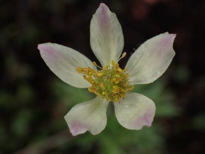 Anemone multifida, photographed by Shane Johnson