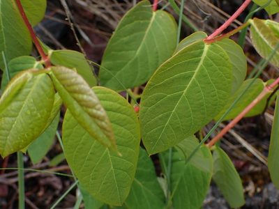 Apocynum androsaemifolium, photographed by Shane Johnson