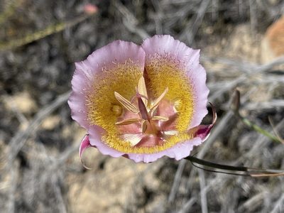 Calochortus plummerae, photographed by Dee Shea Himes