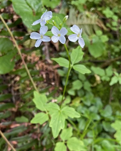 Cardamine angulata, photographed by Roger Rittmaster