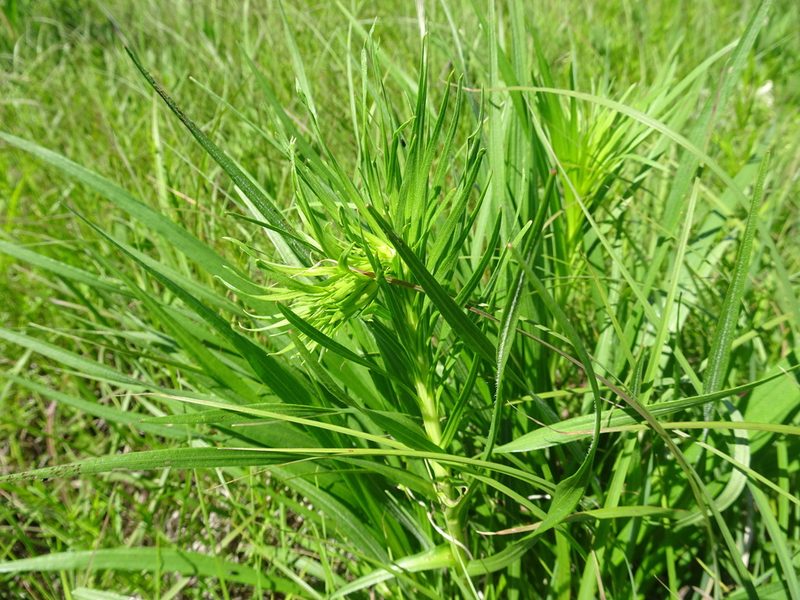 Liatris pycnostachya, photographed by Thomas Koffel
