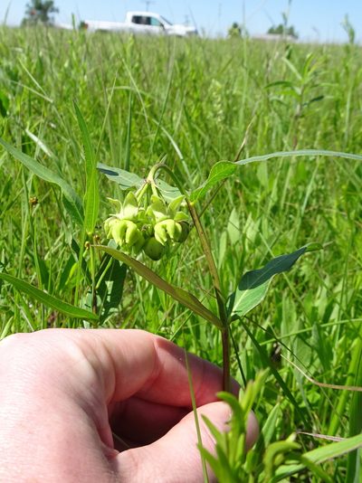 Asclepias meadii, photographed by Thomas Koffel