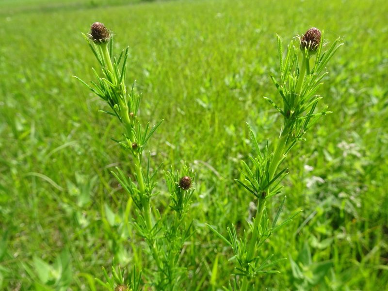 Dalea purpurea, photographed by Thomas Koffel