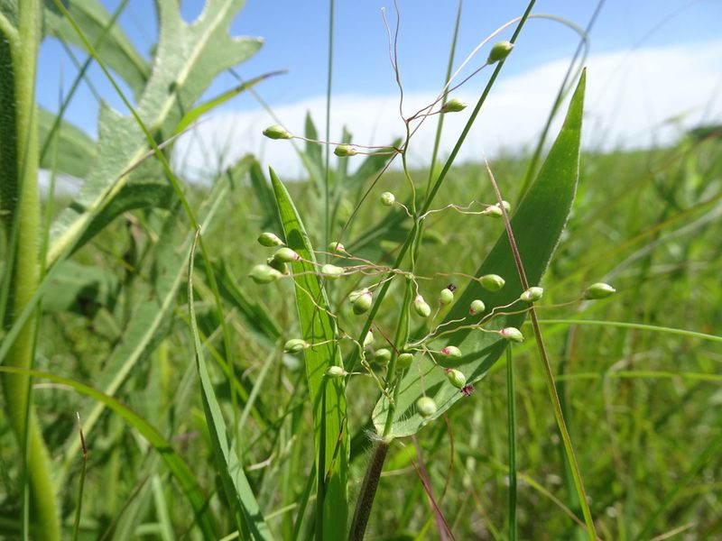Dichanthelium scribnerianum, photographed by Thomas Koffel