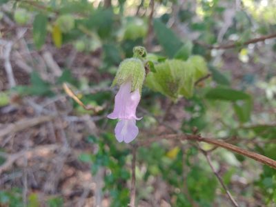 Lepechinia calycina, photographed by Alexander Wentworth