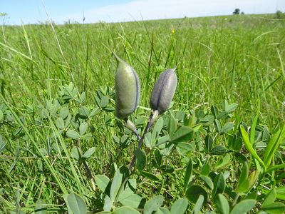 Baptisia australis