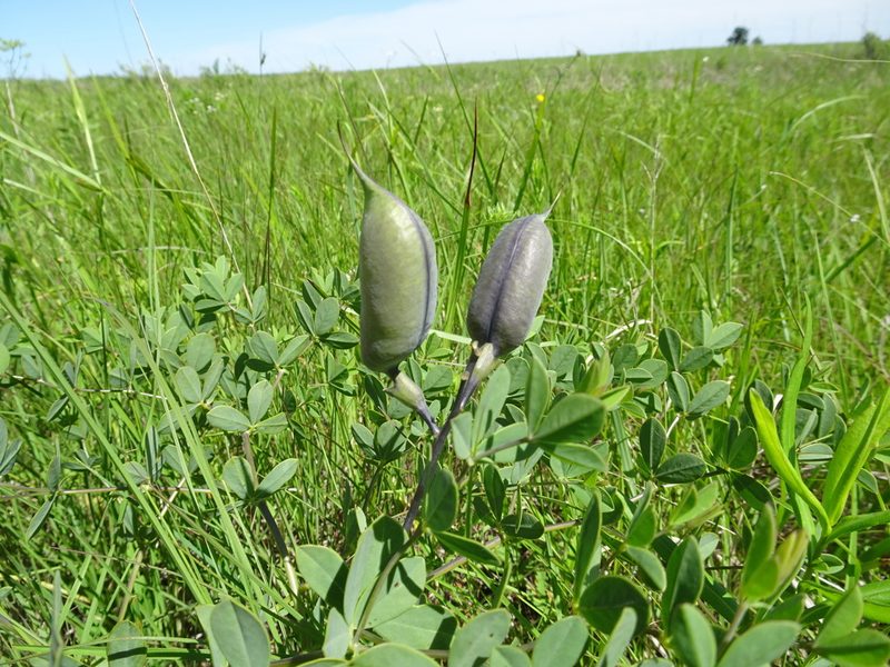 Baptisia australis, photographed by Thomas Koffel