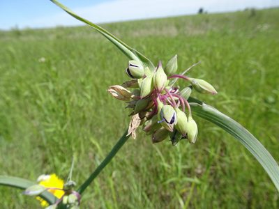 Tradescantia ohiensis, photographed by Thomas Koffel