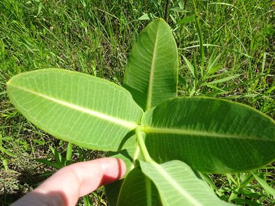 Asclepias sullivantii, photographed by Thomas Koffel