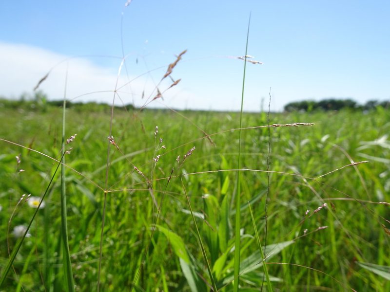 Panicum virgatum, photographed by Thomas Koffel