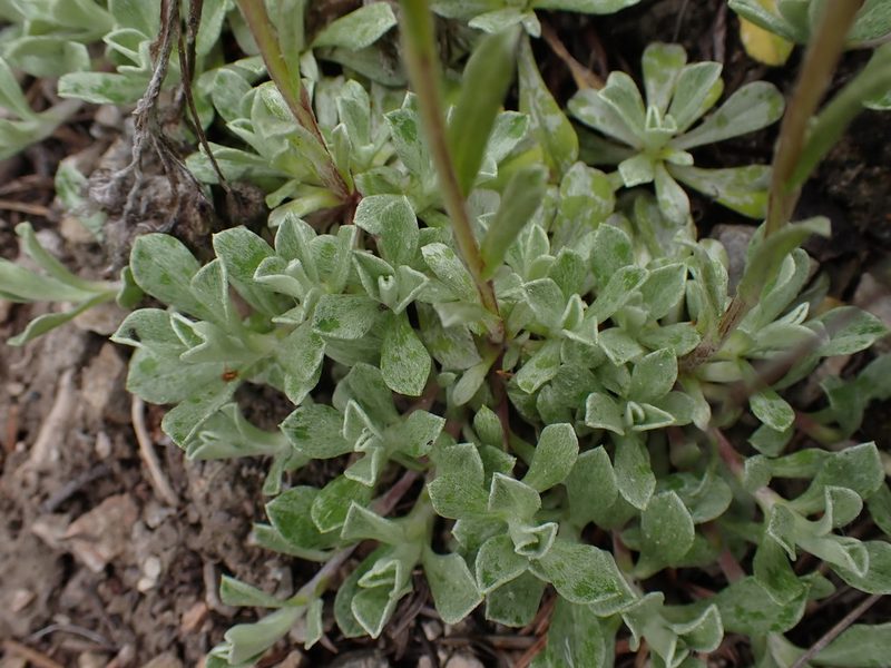 Antennaria parvifolia, photographed by Shane Johnson