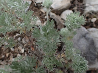 Artemisia frigida, photographed by Shane Johnson