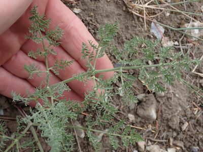 Lomatium macrocarpum, photographed by Shane Johnson