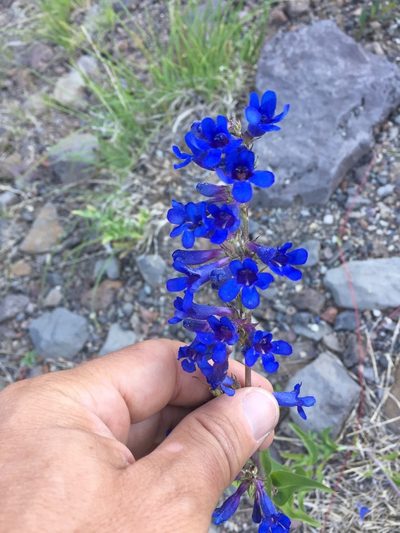 Penstemon mensarum, photographed by Scott Loarie