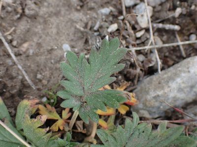 Potentilla pensylvanica, photographed by Shane Johnson