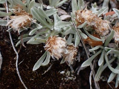 Antennaria dimorpha, photographed by Shane Johnson