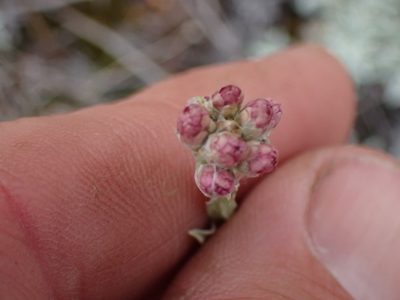 Antennaria rosea, photographed by Shane Johnson