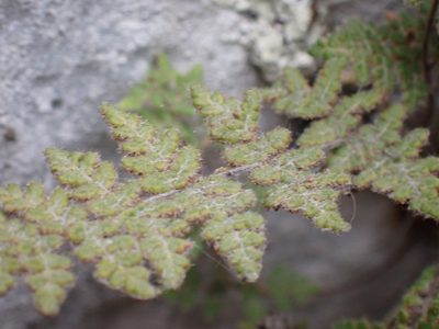 Myriopteris gracilis, photographed by Shane Johnson