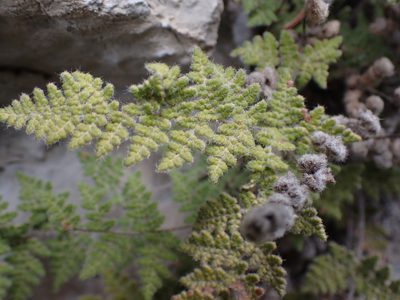 Myriopteris gracilis, photographed by Shane Johnson