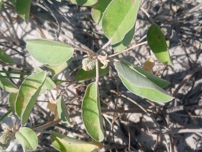 Croton punctatus