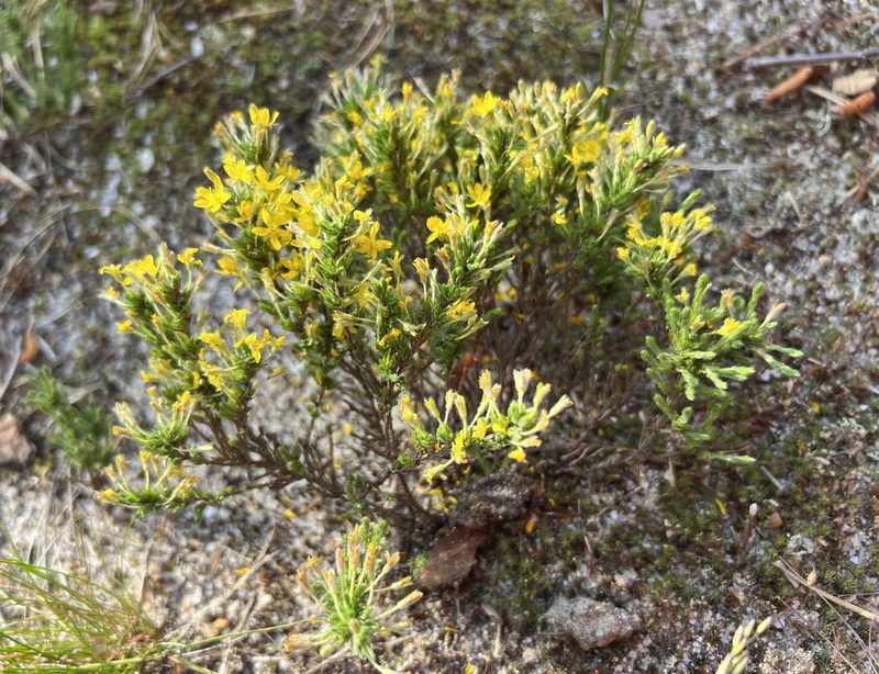 Hudsonia ericoides, photographed by Annie Weissman