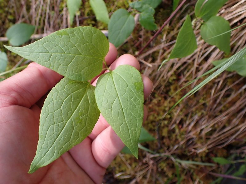 Clematis occidentalis, photographed by Shane Johnson