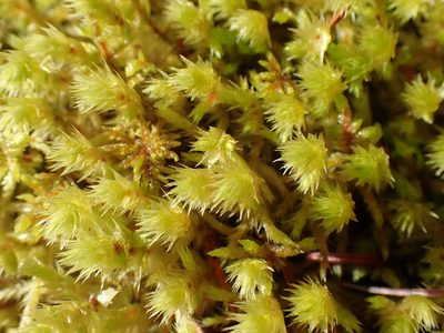 Hylocomiadelphus triquetrus, photographed by Shane Johnson