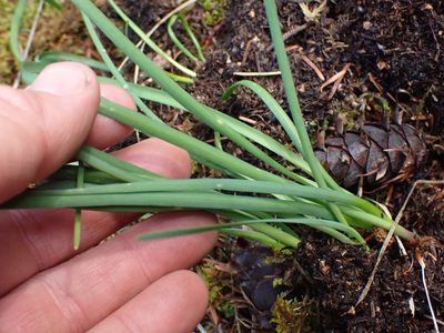 Allium cernuum, photographed by Shane Johnson