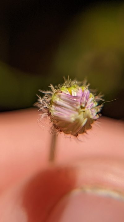 Erigeron sionis, photographed by Darrin Gobble