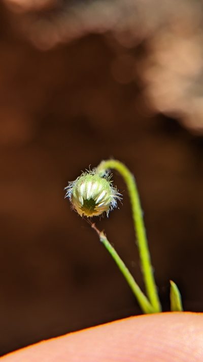 Erigeron sionis, photographed by Darrin Gobble