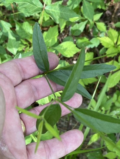 Orbexilum psoralioides, photographed by Becky Dill
