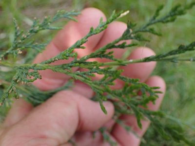 Juniperus scopulorum, photographed by Shane Johnson