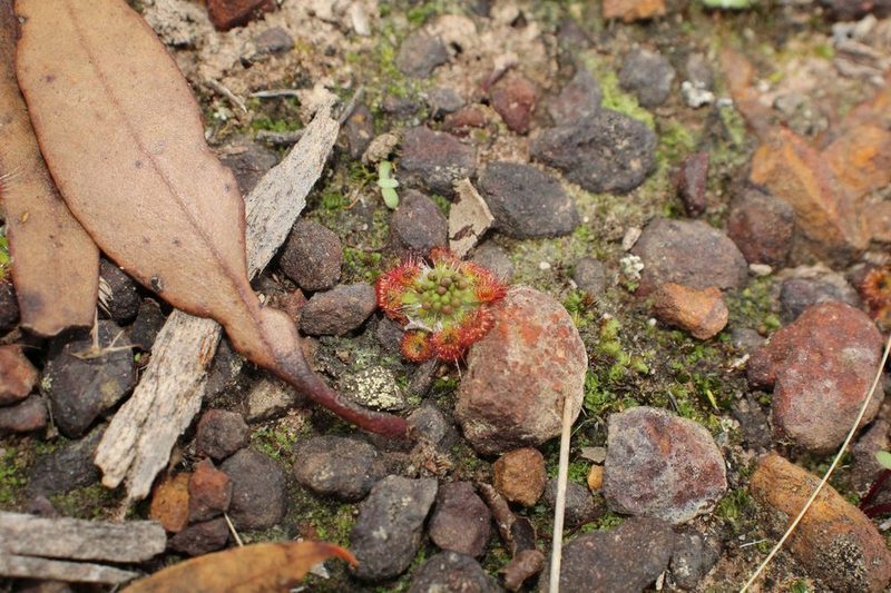 Drosera androsacea, photographed by Em Lamond