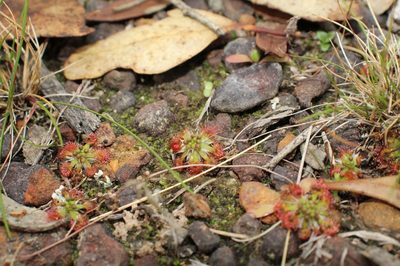 Drosera androsacea, photographed by Em Lamond