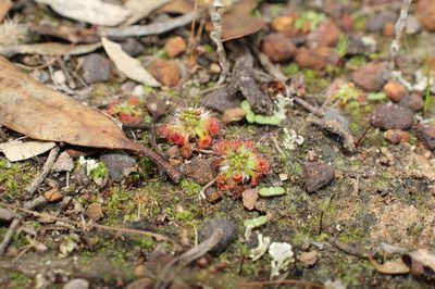 Drosera androsacea, photographed by Em Lamond