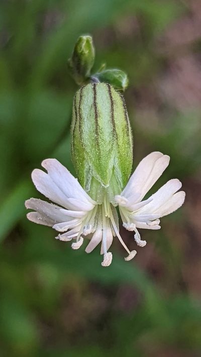 Silene drummondii, photographed by Darrin Gobble