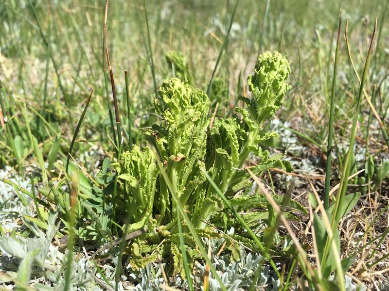 Pedicularis crenulata, photographed by Martin Purdy