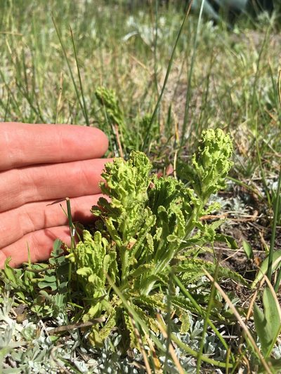 Pedicularis crenulata, photographed by Martin Purdy