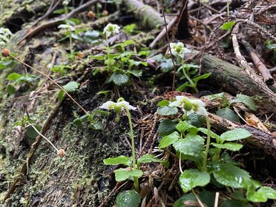 Moneses uniflora, photographed by Leah Gardner