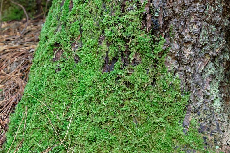 Callicladium imponens, photographed by Lee Ann Ratledge