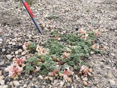 Astragalus monoensis, photographed by Martin Purdy