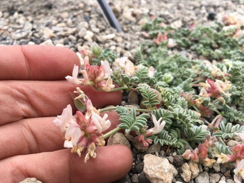 Astragalus monoensis, photographed by Martin Purdy