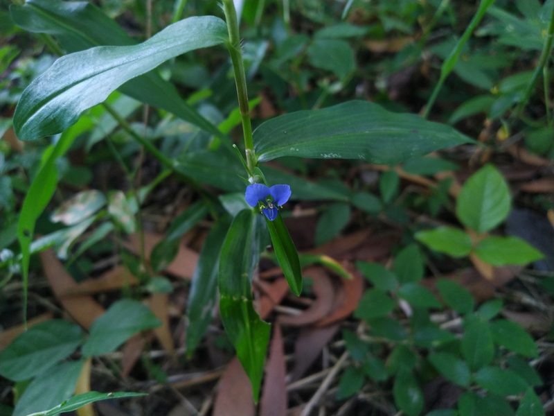 Commelina diffusa, photographed by Steve Fitzgerald